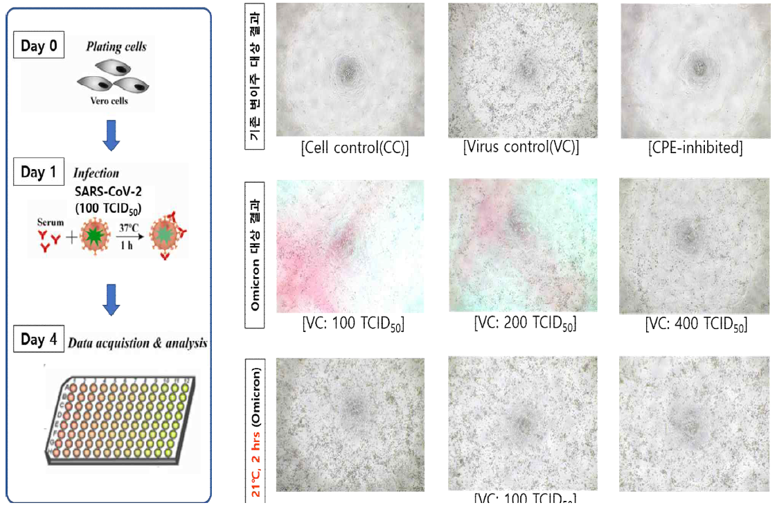 Omicron 변이주의 감염 조건 변경 전,후 VERO cell CPE 결과