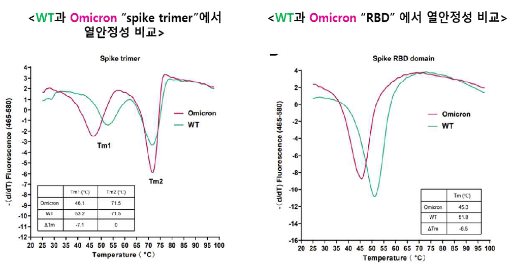 WT, Omicron 항원의 열안정성 비교