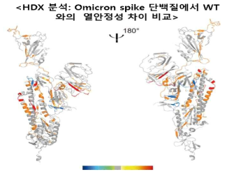 HDX 분석 : WT, Omicron 항원의 열안정성 비교