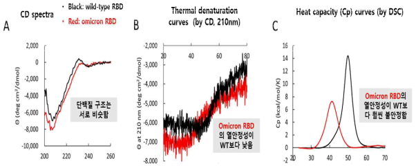 CD, DSC 분석 : WT, Omicron RBD 항원의 열안정성 비교