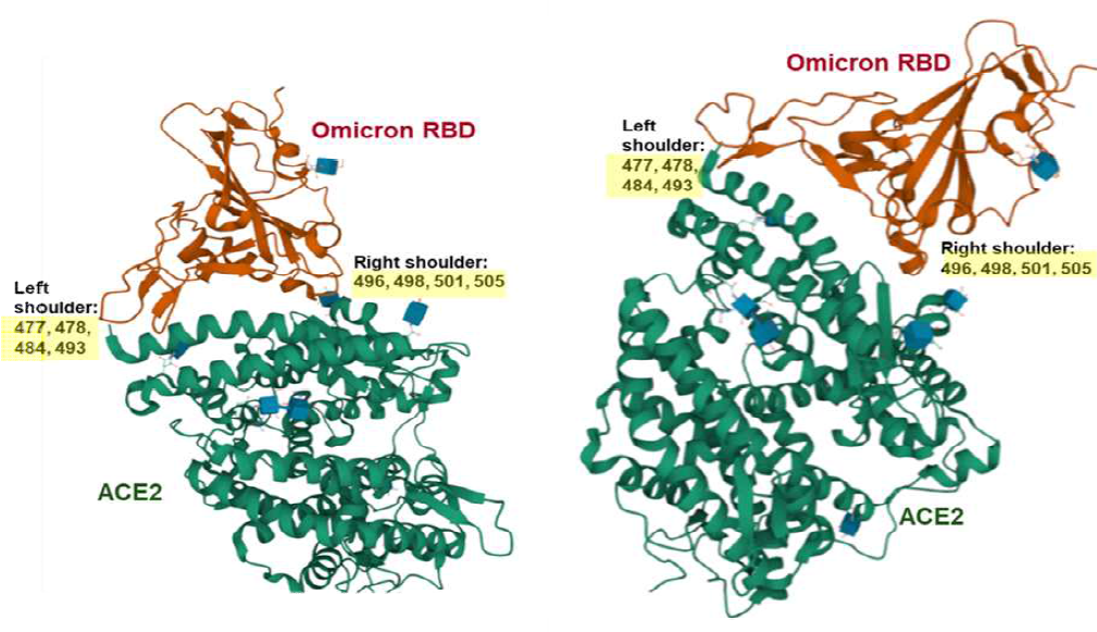 ACE2 수용체와 결합하는 Omicron RBD 부위