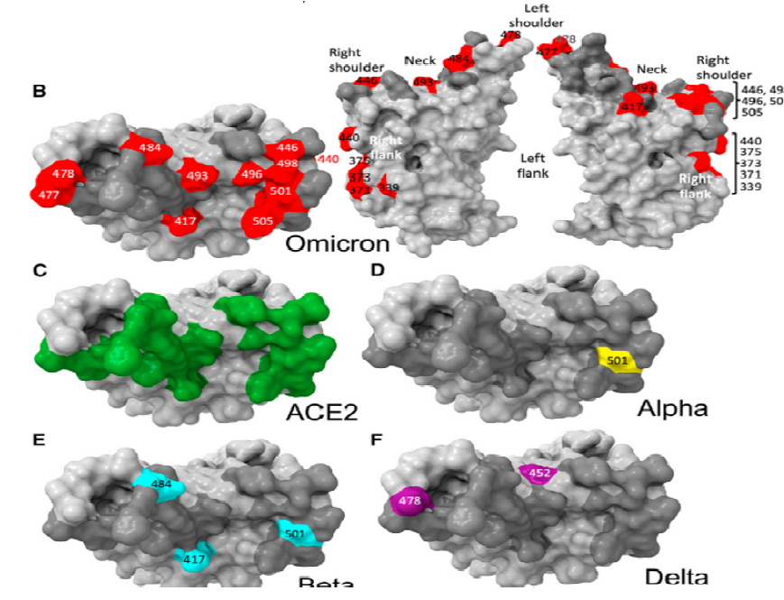 Omicron RBD 부위 변위 위치