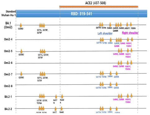 Omicron RBD 부위 변이의 치환 전략