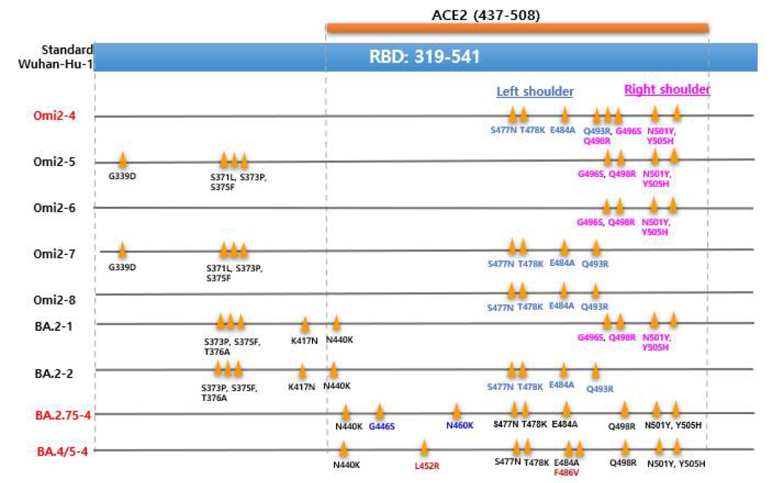 Omicron RBD (BA.2.75, BA.5 유래) 항원 변이의 치환 전략