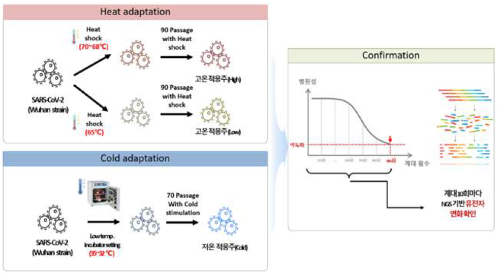 코로나19 약독화 생백신 개발 과정 모식도