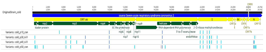 저온 적응 주 계대별 변이 위치 표기 (하늘색: non-synonymous mutation; 파란색: synonymous mutation)