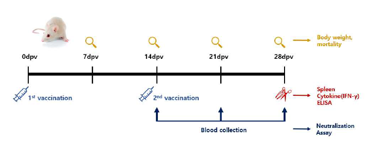 마우스를 이용한 COVID-19 항원 및 어쥬번트별 효능 시험 모식도