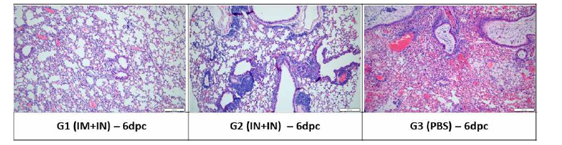 공격접종 후 6일 후 그룹별 폐 조직 염색 사진 (haematoxylin and eosin stain)