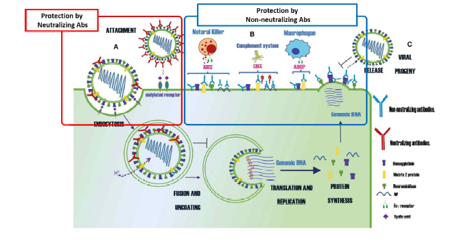 바이러스 단백질 별 neutralizing과 non-neutralizing 항체 생성 메카니즘 (출처: Herbey O. P et al. Front. Immunol. 2019)