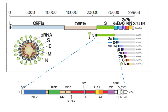 SARS-CoV-2 바이러스 genome 구조 (출처: Dongwan K. et al. Cell, 2020; Daniel Wrapp et al. Science, 2020)