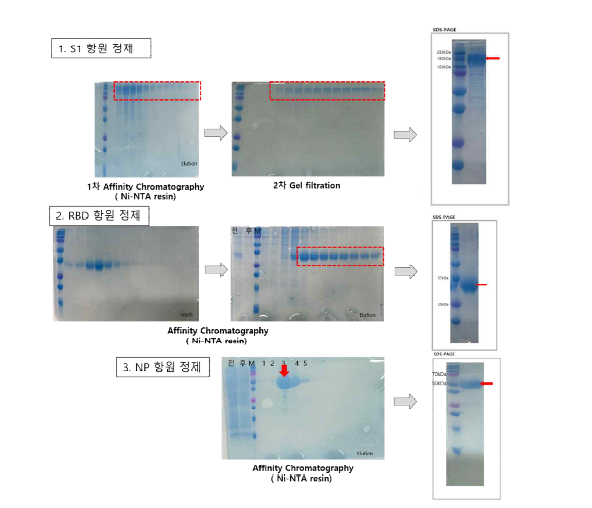 1차 공급 항원 단백질 발현 및 정제 결과