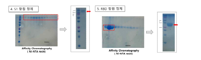 2차 공급 항원 단백질 발현 및 정제 결과