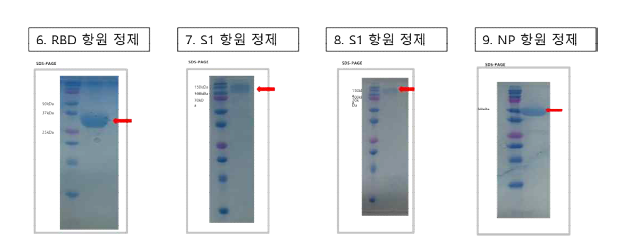 3차 공급 항원 단백질 발현 및 정제 결과