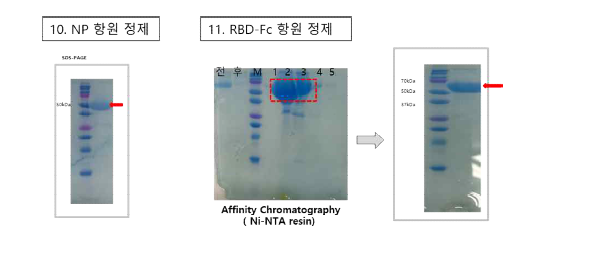 4차 공급 항원 단백질 발현 및 정제 결과