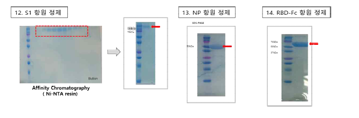 5차 공급 항원 단백질 발현 및 정제 결과