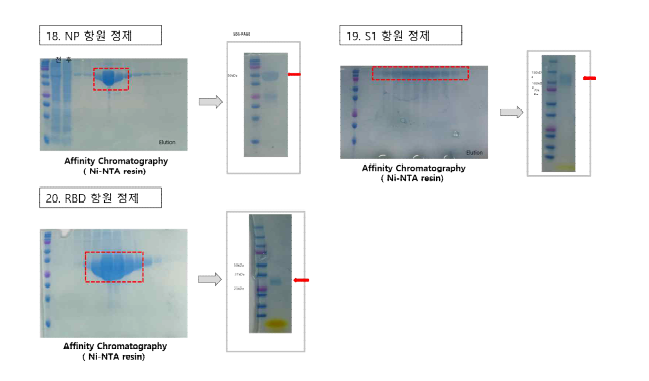 7차 공급 항원 단백질 발현 및 정제 결과