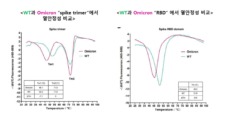 WT, Omicron 항원의 열안정성 비교