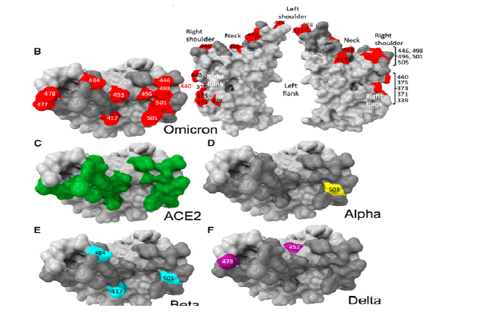 Omicron RBD 부위 변위 위치