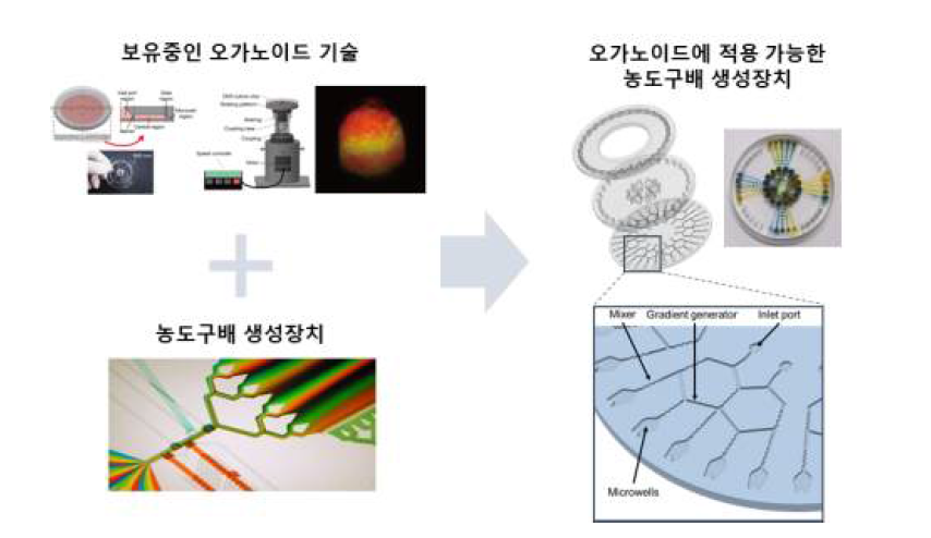 오가노이드 생성장치와 농도구배 생성장치의 결합