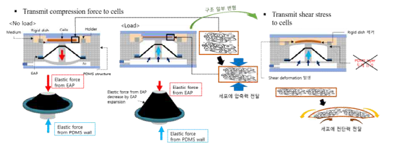 압축력 및 전단력 전달 세포배양장치 설계