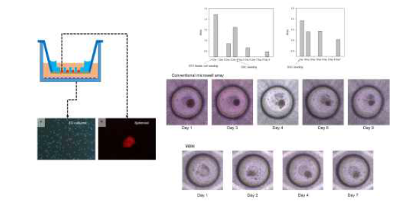 멤브레인 마이크로웰의 계략도와 정소 줄기세포의 3차원 배양