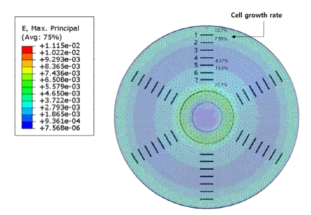 배양부의 변형률 분포 및 세포의 성장률