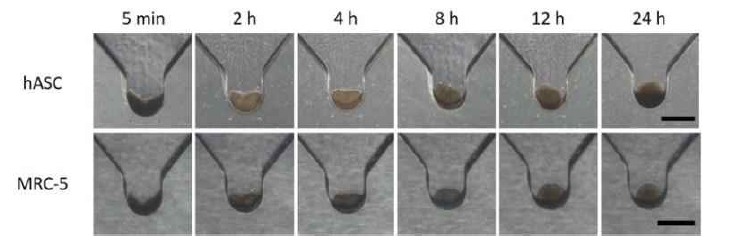 hASC, MRC-5 스페로이드의 사진