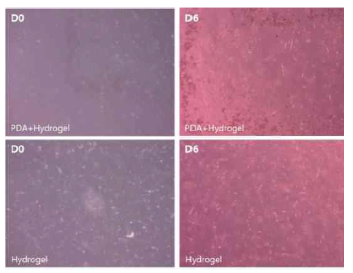 하이드로겔과 PDA의 생적합성 및 과정 확인 위한 세포 배양 실험