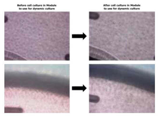 동적 배양에 사용할 모듈에서 진행된 세포 배양 실험