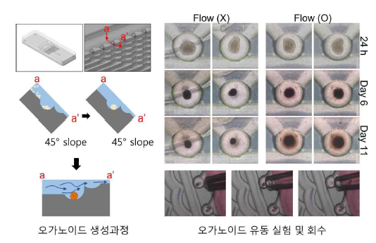 오가노이드 칩 유동자극 실험 수행