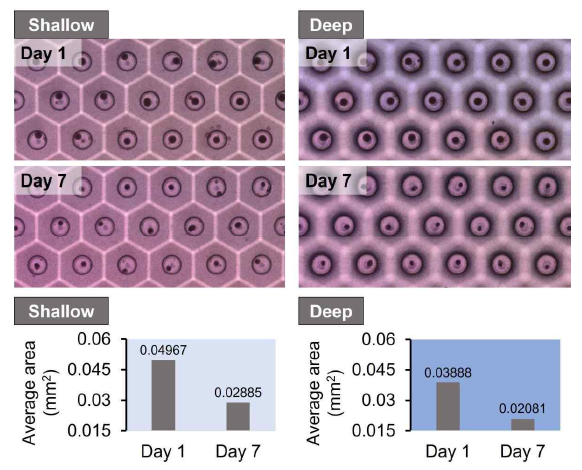 모낭 오가노이드 배양을 위한 마이크로웰의 깊이에 관한 특성 연구