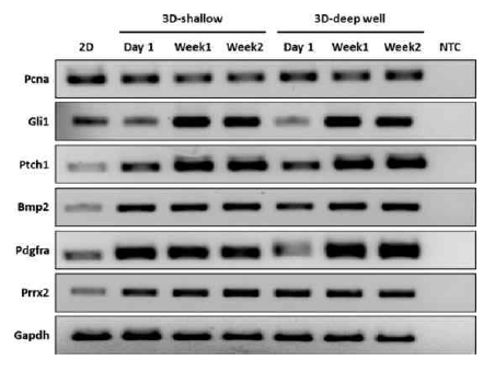 마이크로웰 깊이에 따른 모낭 스페로이드의 mRNA 발현 비교