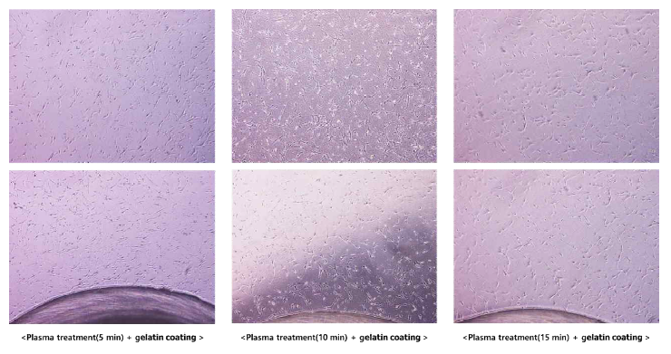 PDMS 동적 세포 배양 모듈에 플라즈마 처리 및 젤라틴 코팅 표면처리 후 세포배양 결과