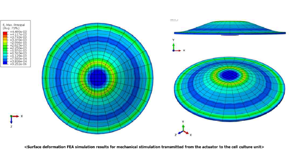Actuator의 기계적 자극에 의한 PDMS 동적 세포 배양 모듈 표면의 변형 FEA 시뮬레이션