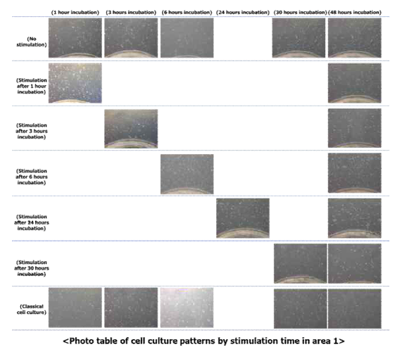 자극 시점을 달리한 실험 수행 및 세포 배양 사진 예시(1번 영역의 경우)