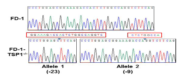 FD1 역분화줄기세포에서 TSP1이 결손된 부분의 염기서열 확인