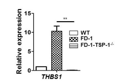 TSP1 결손 FD1 역분화줄기세포로부터 분화한 혈관내피세포에서 TSP1 mRNA 발현 확인