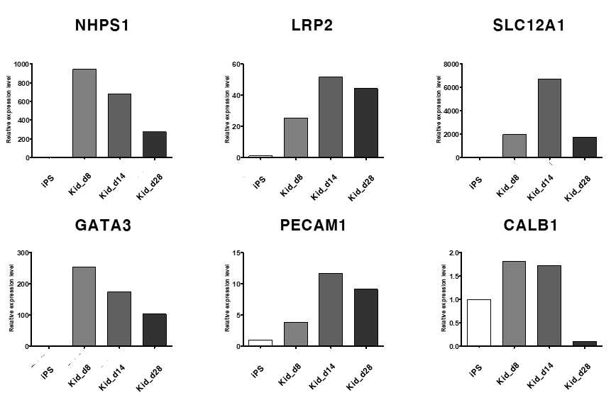 분화된 신장 오가노이드의 네프론 마커들의 (NHPS1, LRP2, SLC12A1, GATA3, PECAM1, CALB1) mRNA발현