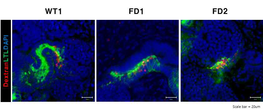 분화된 신장 오가노이드에서 Dextran uptake assay 결과