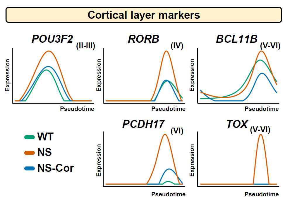 가상시간 변화에 따른 대뇌피질층 마커 유전자들의 발현 패턴 변화