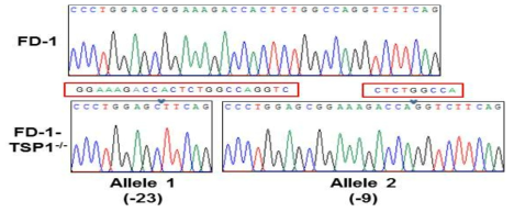 FD1 역분화줄기세포에서 TSP1이 결손된 부분의 염기서열 확인