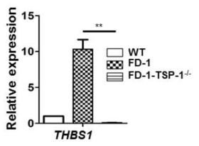 TSP1 결손 FD1 역분화줄기세포로부터 분화한 혈관내피세포에서 TSP1 mRNA 발현 확인