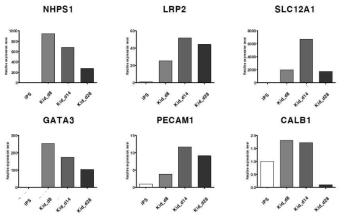 분화된 신장 오가노이드의 네프론 마커들의 (NHPS1, SLC12A1, GATA3, PECAM1, CALB1) mRNA 발현