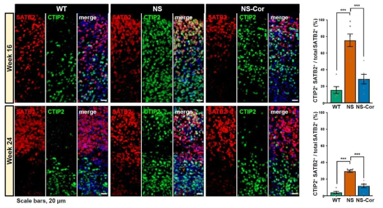 16, 24주차 오가노이드 내부의 SATB2, CTIP2 동시 발현 표현형 확인