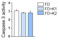 파브리병 역분화줄기세포 유래 혈관내피세포에서 선정 약물 투여시 Caspase 3 활성 분석을 통한 Viabilit 조사