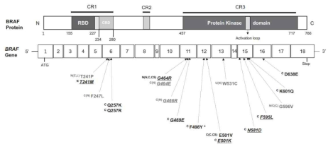 BRAF연관 Rasopathy 환자들의 돌연변이 위치 분석
