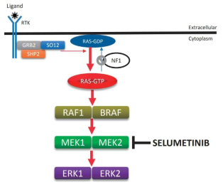 RAS-MAPK 신호전달체계와 selumetinib