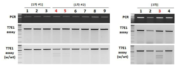 T7E1 assay를 통한 형질전환 산자 확인
