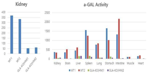 신장 및 여러 조직에서 GLA 효소 활성측정