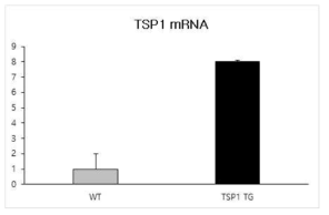 TSP1 마우스에서 mRNA 발현량 측정